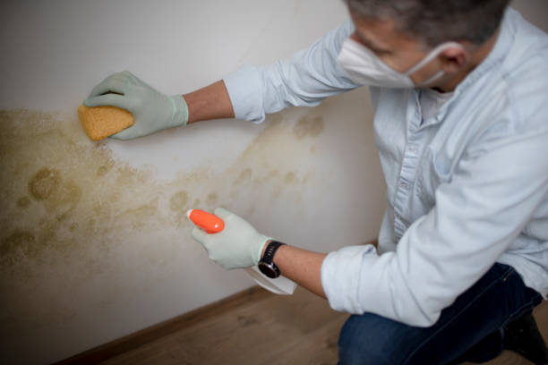 Best Attic Mold Removal  in Cupertino, CA